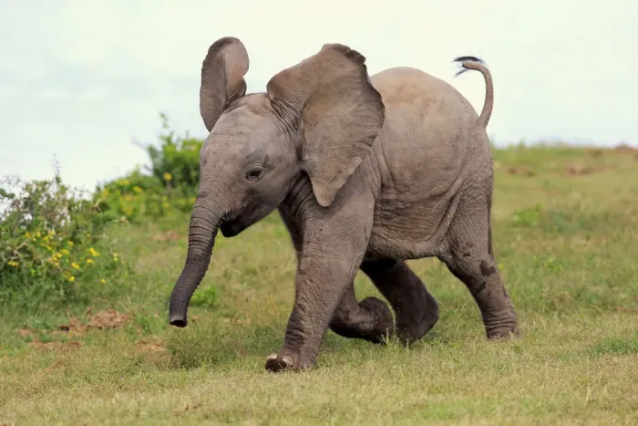 Framed Print : African elephant -Loxodonta africana-, young animal, running, Addo Elephant National Park, Eastern Cape, South Africa Framed Print : African elephant -Loxodonta africana-, young animal, running, Addo Elephant National Park, Eastern Cape, South Africa