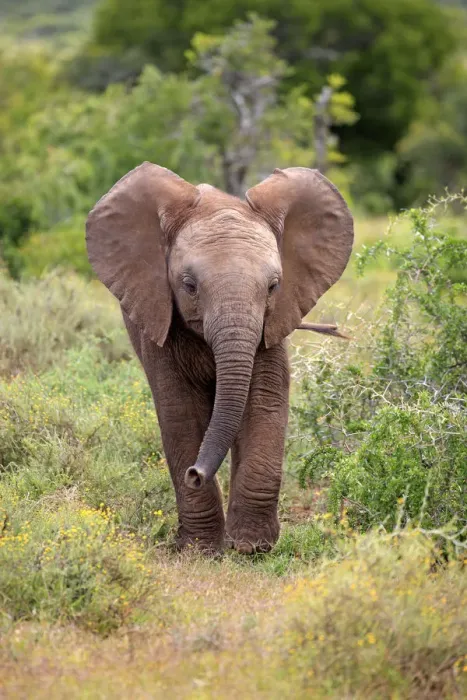 Framed Print : African Elephant -Loxodonta africana-, young, Addo Elephant National Park, Eastern Cape, South Africa