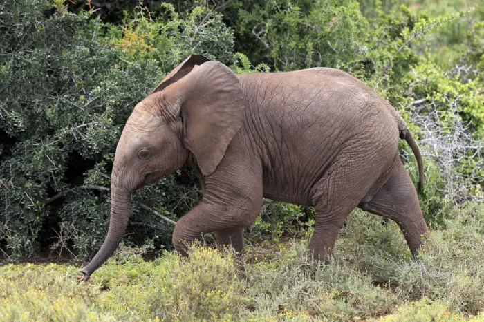 Framed Print : African Elephant -Loxodonta africana-, young, Addo Elephant National Park, Eastern Cape, South Africa Framed Print : African Elephant -Loxodonta africana-, young, Addo Elephant National Park, Eastern Cape, South Africa