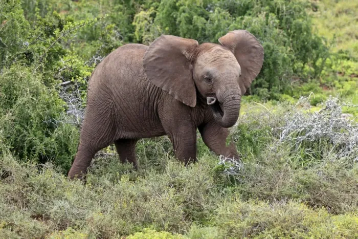 Framed Print : African Elephant -Loxodonta africana-, young, Addo Elephant National Park, Eastern Cape, South Africa