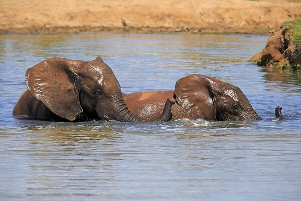 African elephant -Loxodonta africana-, two elephants bathing in the water, Addo Elephant National Park, Eastern Cape, South Africa