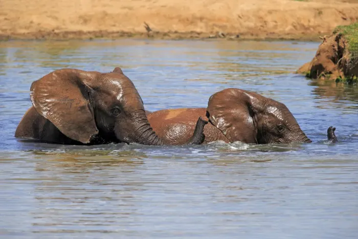 Framed Print : African elephant -Loxodonta africana-, two elephants bathing in the water, Addo Elephant National Park, Eastern Cape, South Africa Framed Print : African elephant -Loxodonta africana-, two elephants bathing in the water, Addo Elephant National Park, Eastern Cape, South Africa