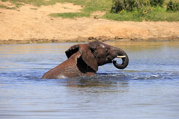 African elephant -Loxodonta africana-, adult in water bathing, drinking, Addo Elephant National Park, Eastern Cape, South Africa