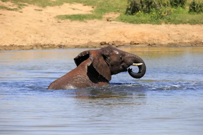 Framed Print : African elephant -Loxodonta africana-, adult in water bathing, drinking, Addo Elephant National Park, Eastern Cape, South Africa Framed Print : African elephant -Loxodonta africana-, adult in water bathing, drinking, Addo Elephant National Park, Eastern Cape, South Africa