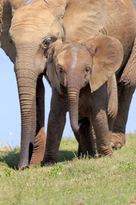Framed Print : African Elephant -Loxodonta africana-, female with young, Addo Elephant National Park, Eastern Cape, South Africa Framed Print : African Elephant -Loxodonta africana-, female with young, Addo Elephant National Park, Eastern Cape, South Africa