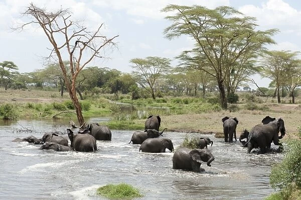 African elephant -Loxodonta africana-, herd bathing at a waterhole near Seronera, savannah, Serengeti National Park, Tanzania, East Africa, Africa