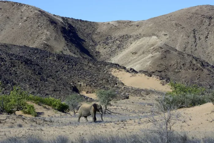 Framed Print : African Elephant -Loxodonta africana-, desert Elephant in the Aba-Huab dry riverbed, Damaraland, Kunene Region, Namibia Framed Print : African Elephant -Loxodonta africana-, desert Elephant in the Aba-Huab dry riverbed, Damaraland, Kunene Region, Namibia