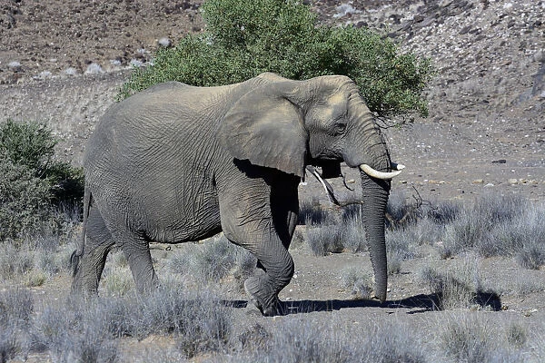 African Elephant -Loxodonta africana-, desert elephant, Damaraland, Kunene Region, Namibia