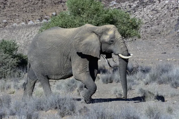 Framed Print : African Elephant -Loxodonta africana-, desert elephant, Damaraland, Kunene Region, Namibia Framed Print : African Elephant -Loxodonta africana-, desert elephant, Damaraland, Kunene Region, Namibia
