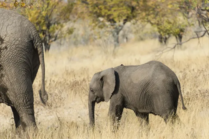 Framed Print : African Elephant -Loxodonta africana-, calf, Etosha National Park, Namibia Framed Print : African Elephant -Loxodonta africana-, calf, Etosha National Park, Namibia