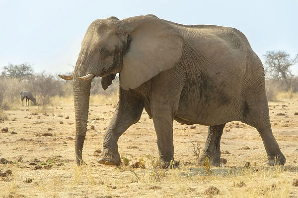 African Elephant -Loxodonta africana-, Tsumcor water hole, Etosha National Park, Namibia
