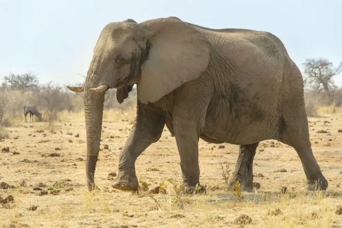 Framed Print : African Elephant -Loxodonta africana-, Tsumcor water hole, Etosha National Park, Namibia Framed Print : African Elephant -Loxodonta africana-, Tsumcor water hole, Etosha National Park, Namibia