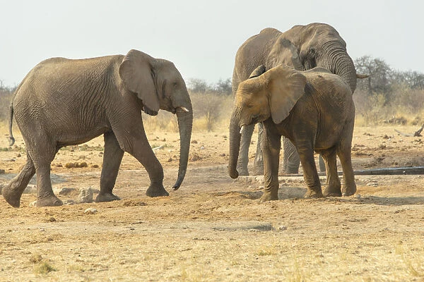 African Elephant -Loxodonta africana-, Elephants at the water hole, Tsumcor water hole, Etosha National Park, Namibia