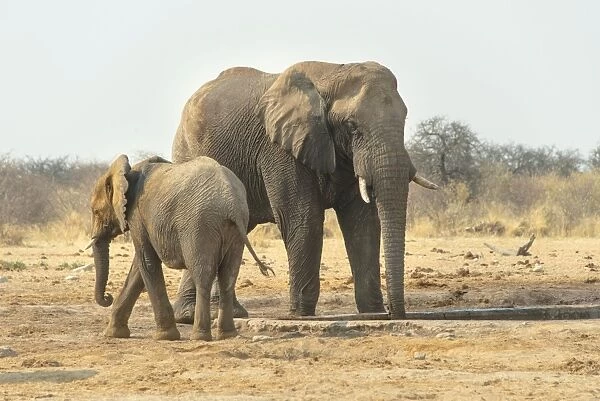 African Elephant -Loxodonta africana-, Two elephants drinking at the waterhole, Tsumcor water hole, Etosha National Park, Namibia