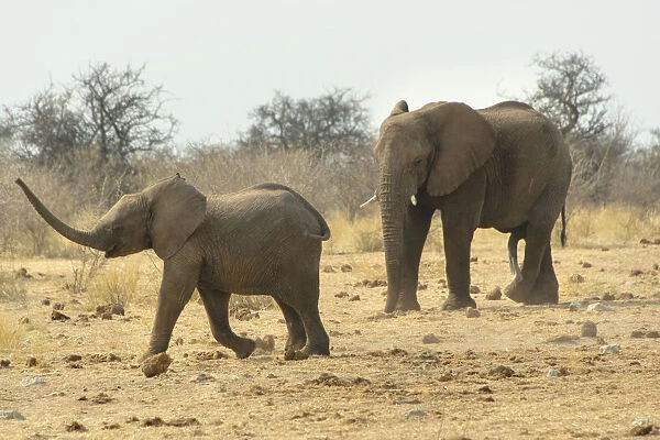 African Elephant -Loxodonta africana-, adult and young, Tsumcor water hole, Etosha National Park, Namibia
