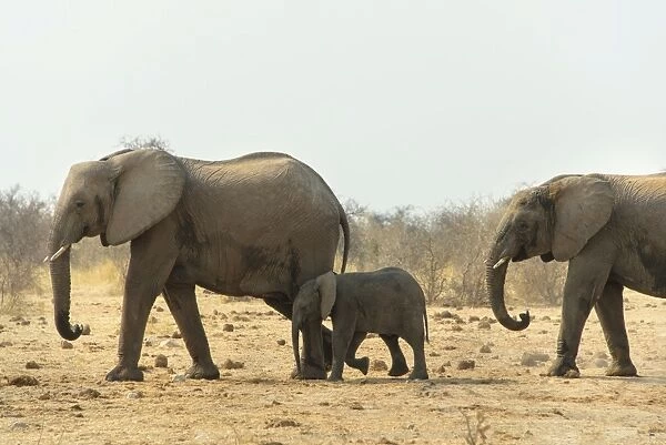 African elephant -Loxodonta africana-, adults with calf, Tsumcor water hole, Etosha National Park, Namibia
