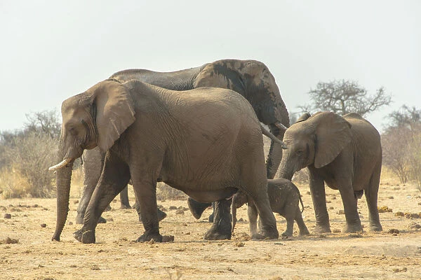 African Elephant -Loxodonta africana-, Herd of elephants with baby elephant marching, Tsumcor water hole, Etosha National Park, Namibia