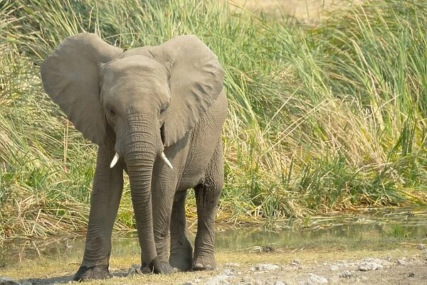 African Elephant -Loxodonta africana-, young animal standing in front of reeds, Koinachas waterhole, Etosha National Park, Namibia
