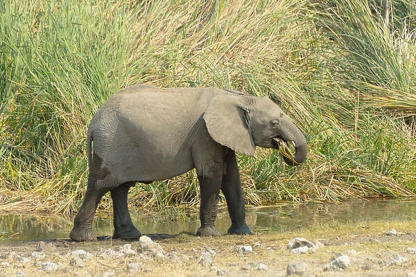 African Elephant -Loxodonta africana-, young animal standing in front of reeds, Koinachas waterhole, Etosha National Park, Namibia