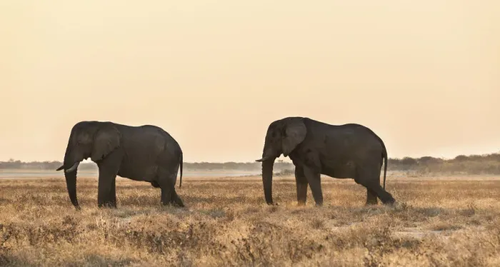 Framed Print : African Elephant -Loxodonta africana-, Etosha National Park, Namibia