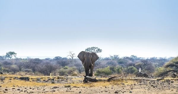African Elephant -Loxodonta africana-, Etosha National Park, Koinachas waterhole, Namibia