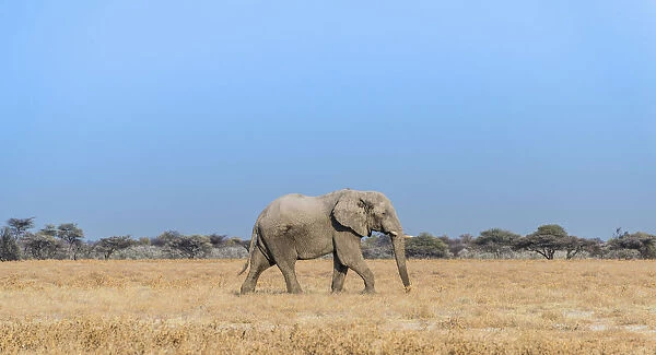 African Elephant -Loxodonta africana-, bull elephant, Etosha National Park, Namibia