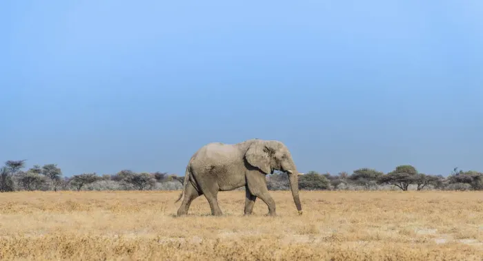 Framed Print : African Elephant -Loxodonta africana-, bull elephant, Etosha National Park, Namibia