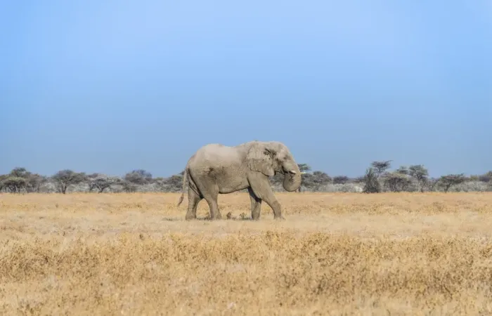 Framed Print : African Elephant -Loxodonta africana-, bull elephant, Etosha National Park, Namibia