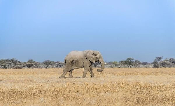 African Elephant -Loxodonta africana-, bull elephant, Etosha National Park, Namibia