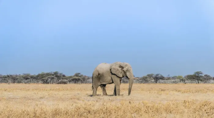 Framed Print : African Elephant -Loxodonta africana-, bull elephant, Etosha National Park, Namibia
