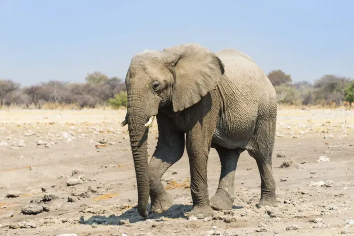 Framed Print : African Elephant -Loxodonta africana-, Etosha National Park, Namibia Framed Print : African Elephant -Loxodonta africana-, Etosha National Park, Namibia