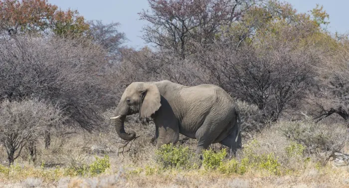 Framed Print : African Elephant -Loxodonta africana-, bull walking through the brush, Etosha National Park, Namibia Framed Print : African Elephant -Loxodonta africana-, bull walking through the brush, Etosha National Park, Namibia