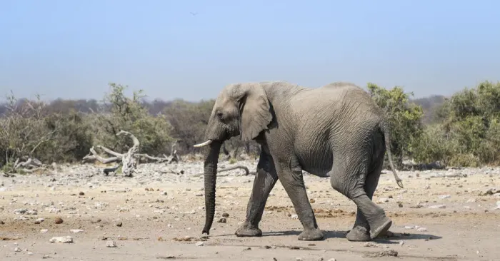 Framed Print : African Elephant -Loxodonta africana-, Etosha National Park, Namibia Framed Print : African Elephant -Loxodonta africana-, Etosha National Park, Namibia