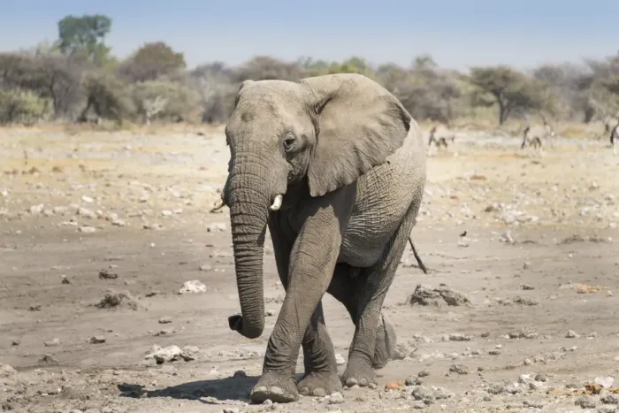 Framed Print : African Elephant -Loxodonta africana-, Etosha National Park, Namibia