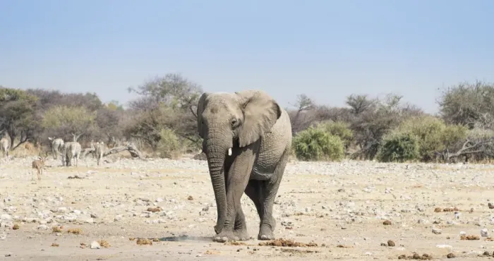 Framed Print : African Elephant -Loxodonta africana-, Etosha National Park, Namibia Framed Print : African Elephant -Loxodonta africana-, Etosha National Park, Namibia