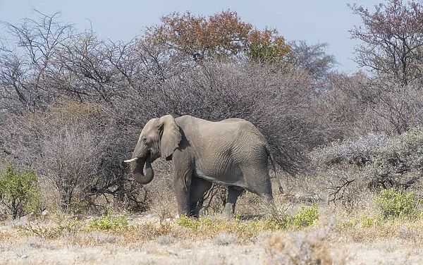 African Elephant -Loxodonta africana-, bull walking through the brush, Etosha National Park, Namibia