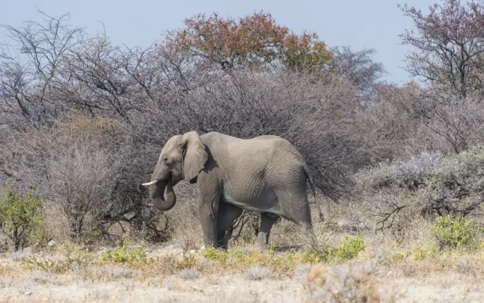 Framed Print : African Elephant -Loxodonta africana-, bull walking through the brush, Etosha National Park, Namibia