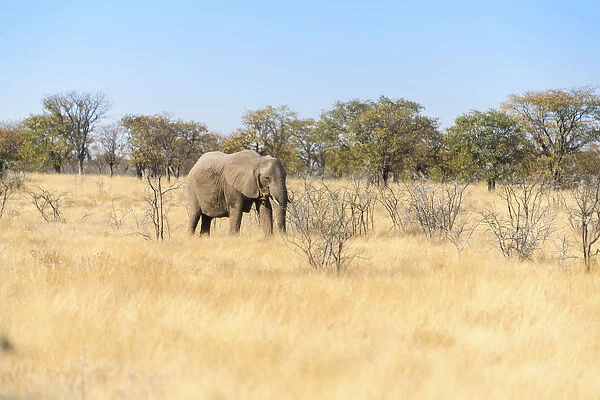 African Elephant -Loxodonta africana-, Etosha National Park, Namibia