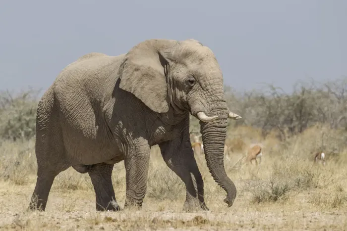 Framed Print : African Elephant -Loxodonta africana-, Etosha National Park, Namibia, Africa Framed Print : African Elephant -Loxodonta africana-, Etosha National Park, Namibia, Africa
