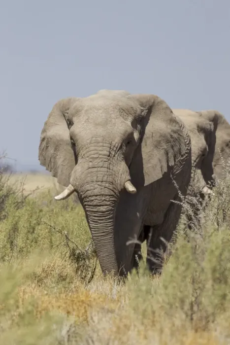 Framed Print : African Elephant -Loxodonta africana-, Etosha National Park, Namibia, Africa
