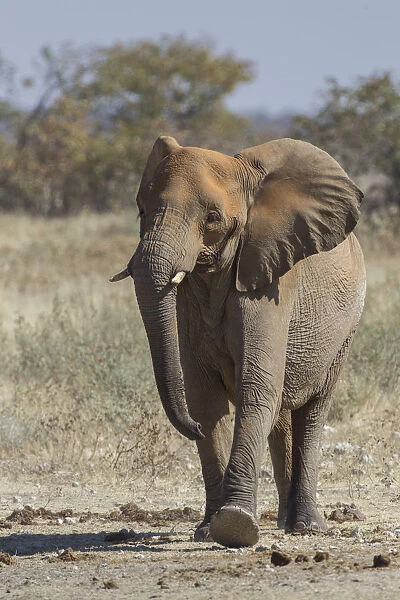 African elephant -Loxodonta africana-, Etosha National Park, Namibia, Africa