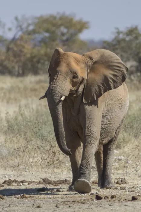 Framed Print : African elephant -Loxodonta africana-, Etosha National Park, Namibia, Africa Framed Print : African elephant -Loxodonta africana-, Etosha National Park, Namibia, Africa