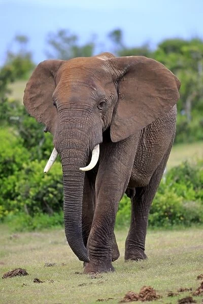 African Elephant -Loxodonta africana-, adult, Addo Elephant National Park, Eastern Cape, South Africa