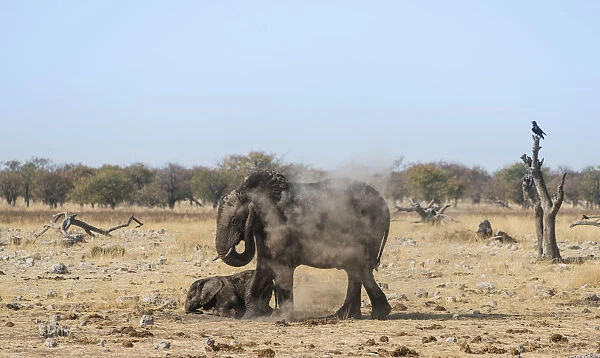 African Elephant -Loxodonta africana- adult with playful calf taking a dust bath, Rietfontein waterhole, Etosha National Park, Namibia