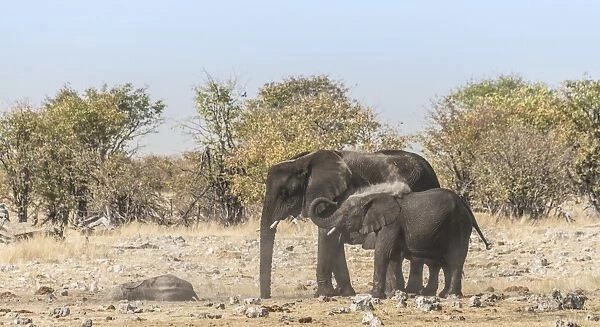 African Elephant -Loxodonta africana- adult with calf taking a dust bath, Rietfontein waterhole, Etosha National Park, Namibia