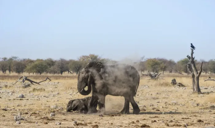 Framed Print : African Elephant -Loxodonta africana- adult with playful calf taking a dust bath, Rietfontein waterhole, Etosha National Park, Namibia Framed Print : African Elephant -Loxodonta africana- adult with playful calf taking a dust bath, Rietfontein waterhole, Etosha National Park, Namibia
