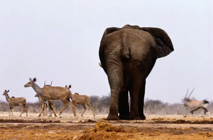 Framed Print : African Elephant (loxodonta africana) amd Greater Kudu, Namibia
