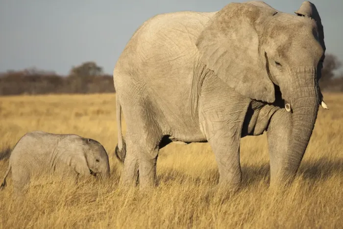 Framed Print : African elephant -Loxodonta africana- with baby elephant, Etosha National Park, Namibia, Africa Framed Print : African elephant -Loxodonta africana- with baby elephant, Etosha National Park, Namibia, Africa