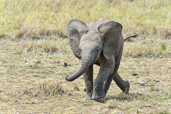 African Elephant -Loxodonta africana-, calf, 3 months, Msai Mara, Kenya