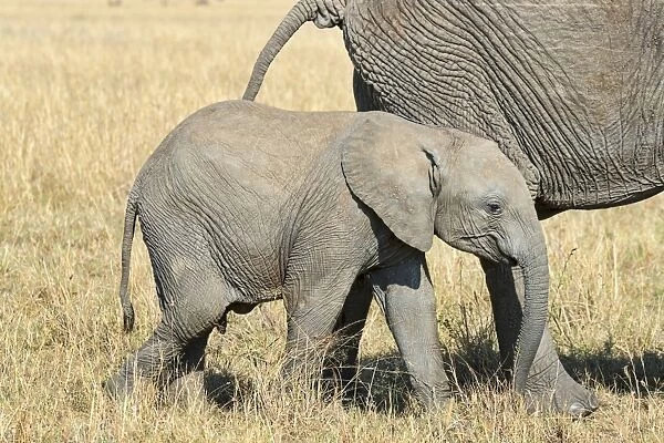 African Elephant -Loxodonta africana-, calf, Msai Mara, Kenya